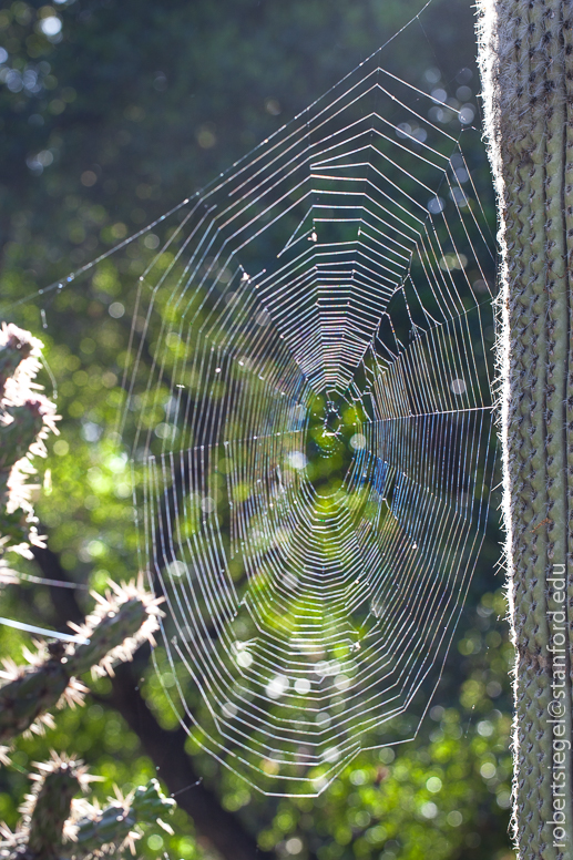 spider web